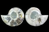 Cut & Polished Ammonite (Anapuzosia?) Pair - Madagascar #88022-1